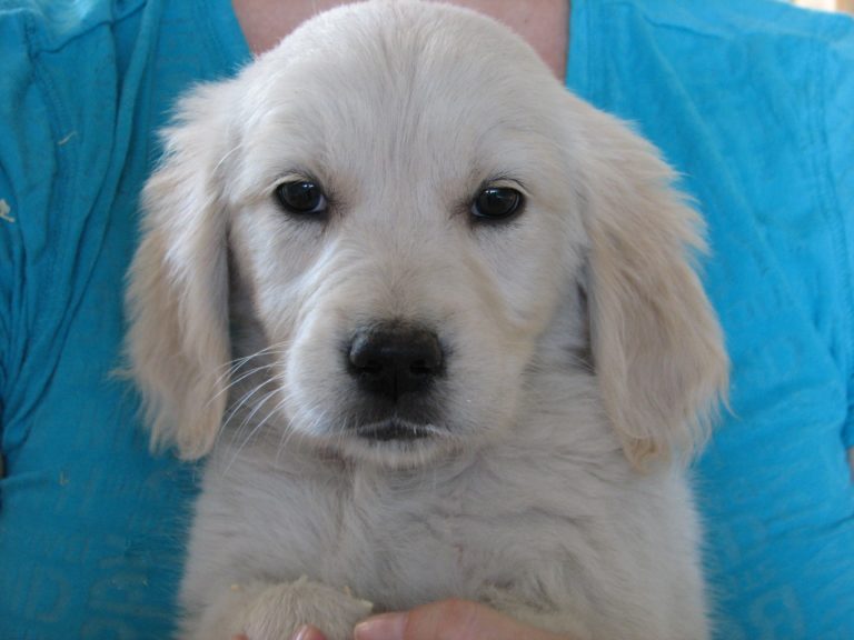 saddle creek farms goldens