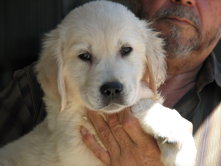 saddle creek farms goldens